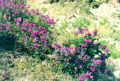 Hedysarum dasycarpum