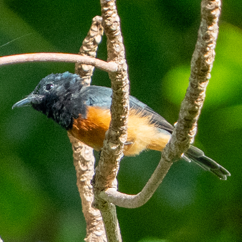 Vanikoro Flycatcher