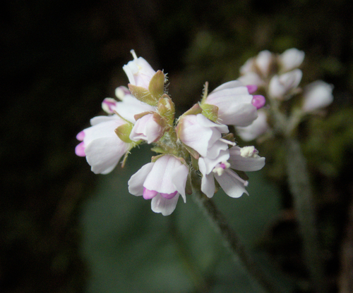 serpentine snow queen (Veronica californica)