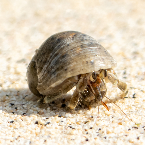 Tawny Hermit Crab