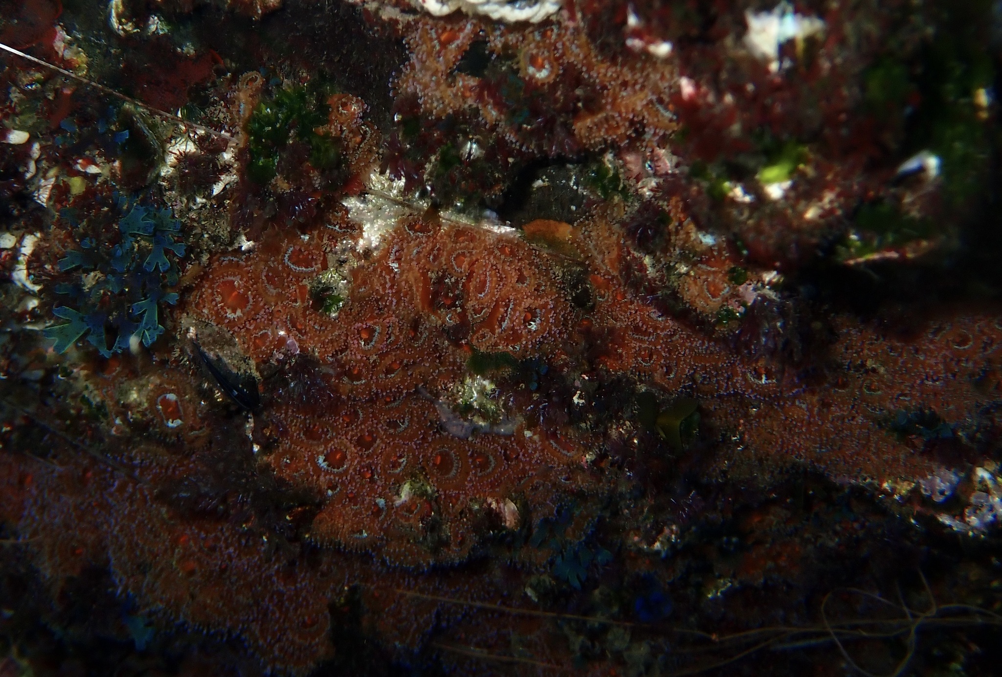Corynactis australis Haddon & Duerden, 1896