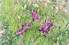 Hedysarum dasycarpum