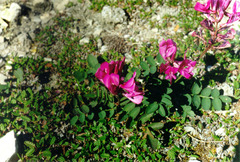 Hedysarum dasycarpum