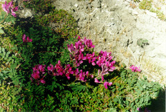 Hedysarum dasycarpum