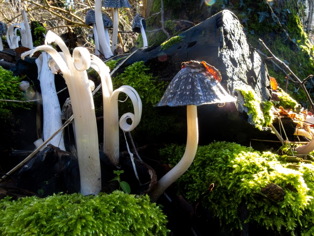Coprinopsis picacea · February 2026 · photo: © duggye900 (iNaturalist, cc-by)