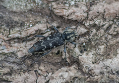 Xylotrechus rusticus