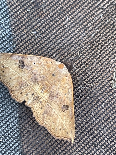 Brown Leaf Mimic