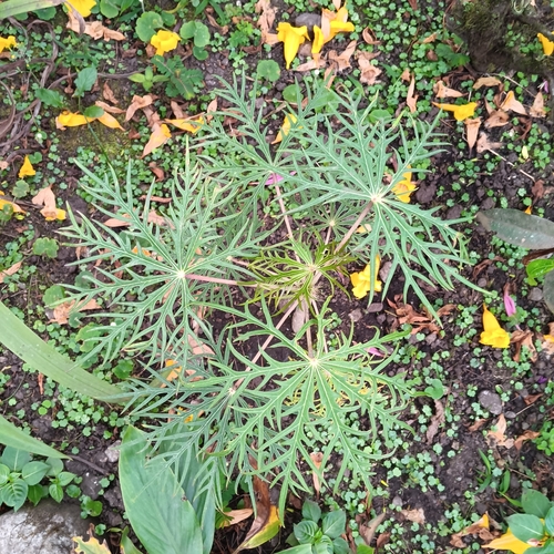 Syneilesis aconitifolia iNat (1)