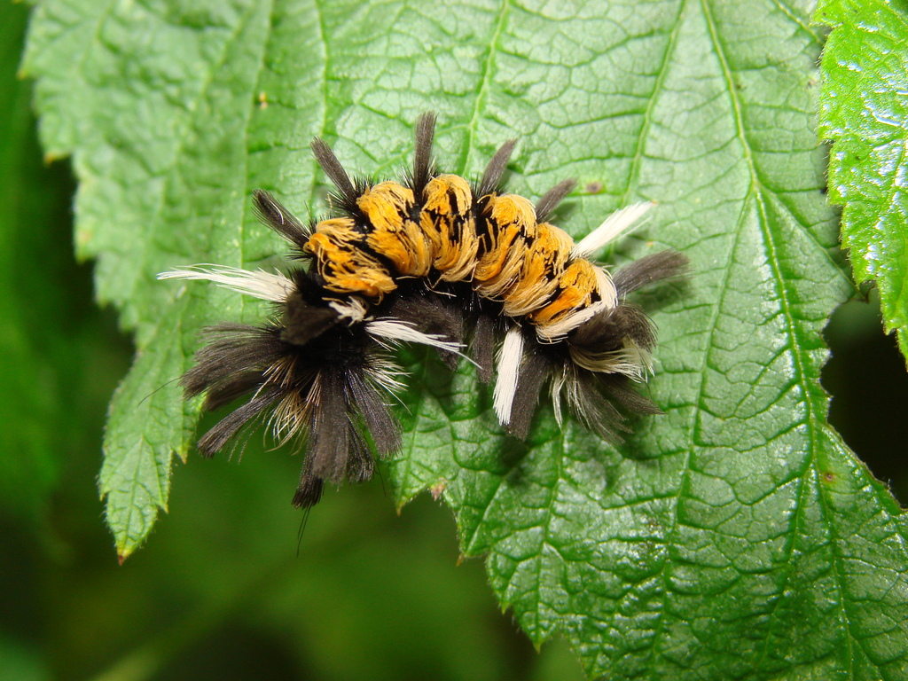 Milkweed Tussock Moth from Lucas County, OH, USA on August 22, 2010 at ...