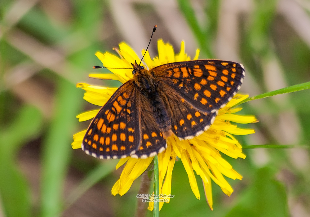 Melitaea from Шемуршинский р-н, Чувашская Респ., Россия on May 29, 2010 ...