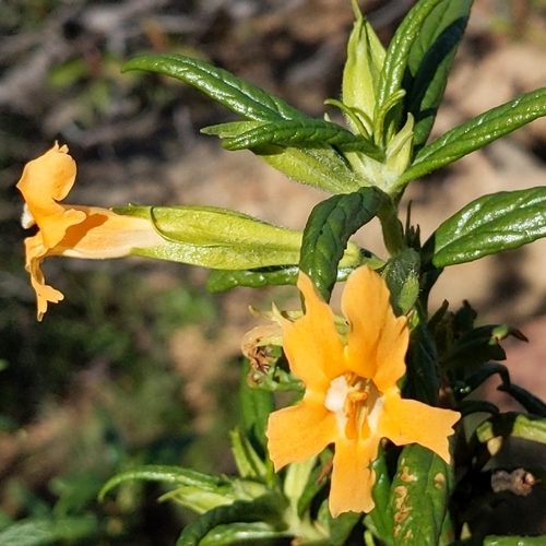 Sticky Monkey Flower
