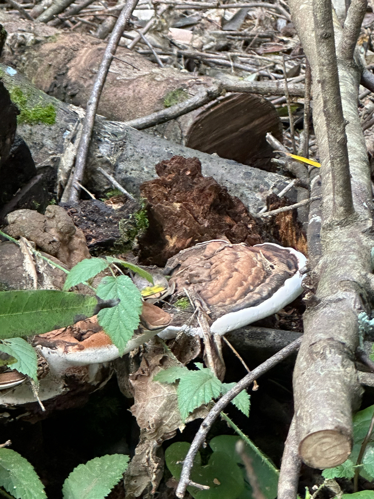 Ganoderma brownii · February 2026 · photo: © anxietymademedoit (iNaturalist, cc-by)