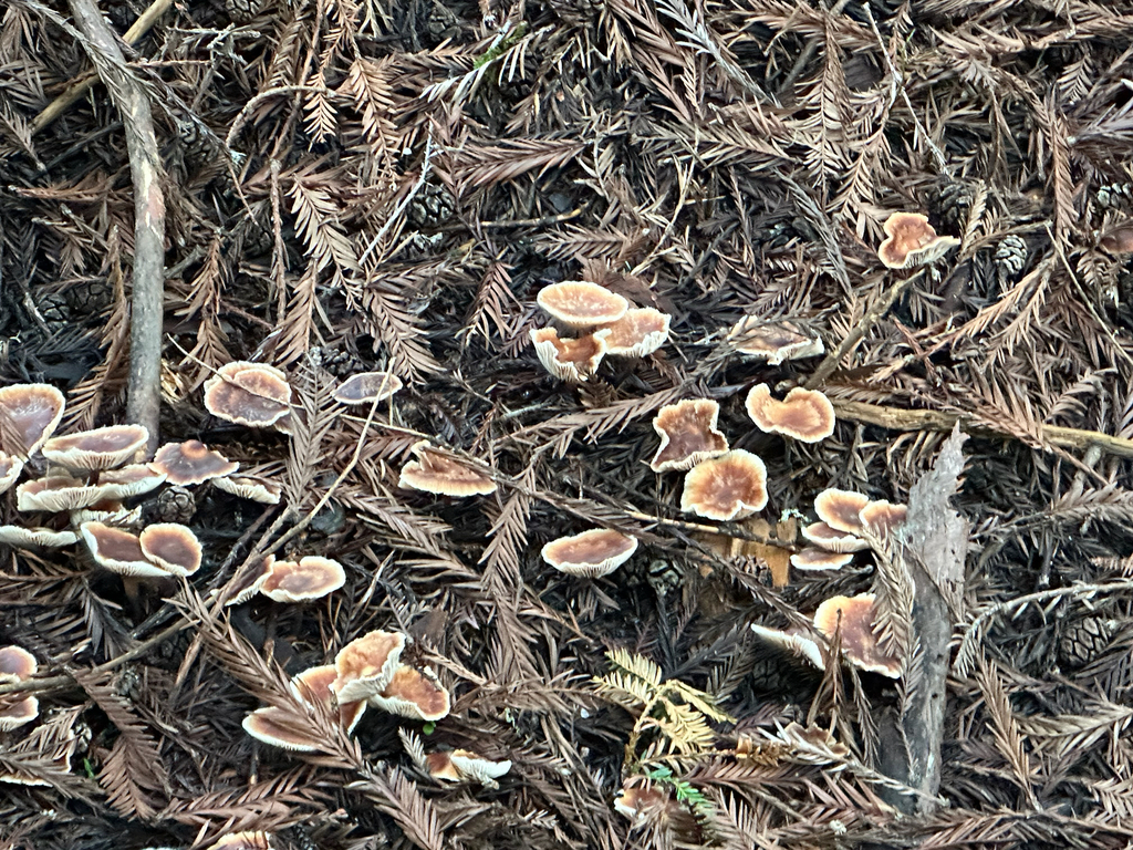 Gymnopus brassicolens · February 2026 · photo: © anxietymademedoit (iNaturalist, cc-by)