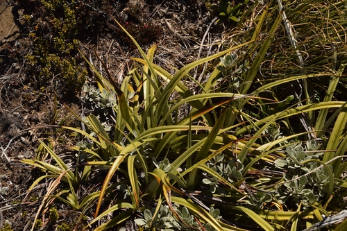 Astelia petriei, photograph 5