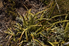 Astelia petriei, photograph (c) Mitch Van Dyke, some rights reserved (CC BY)