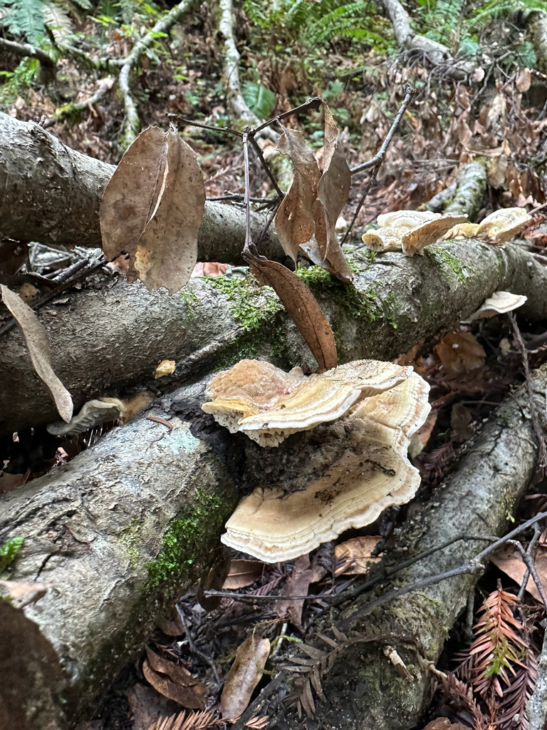 Trametes betulina · February 2026 · photo: © anxietymademedoit (iNaturalist, cc-by)
