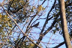 Turdus viscivorus