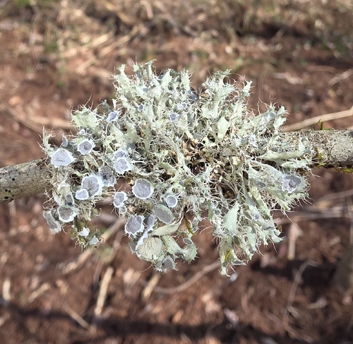 Heterodermia echinata observed 2026-02-13