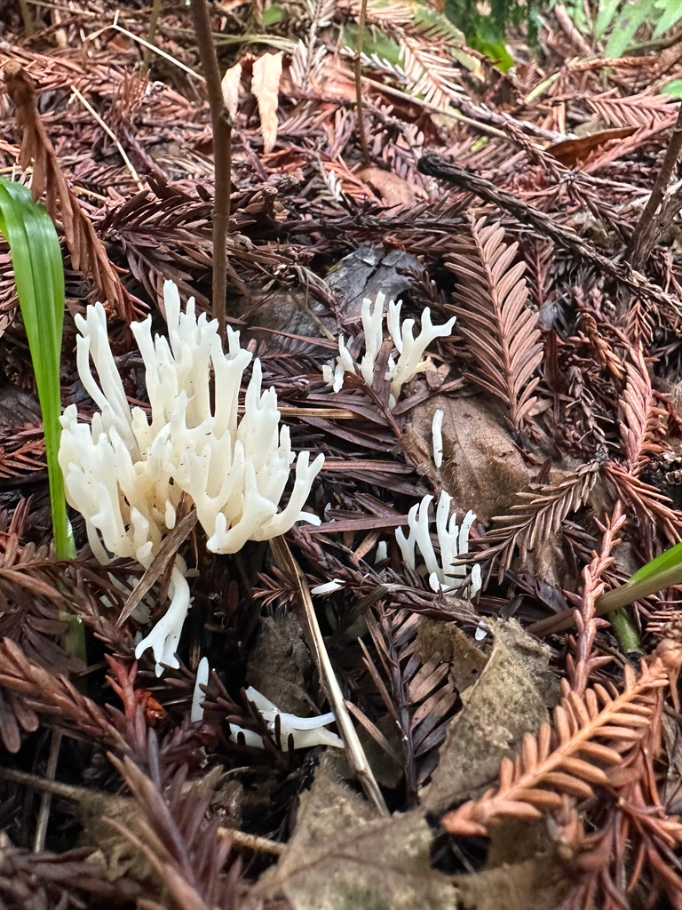 Ramariopsis kunzei · February 2026 · photo: © anxietymademedoit (iNaturalist, cc-by)