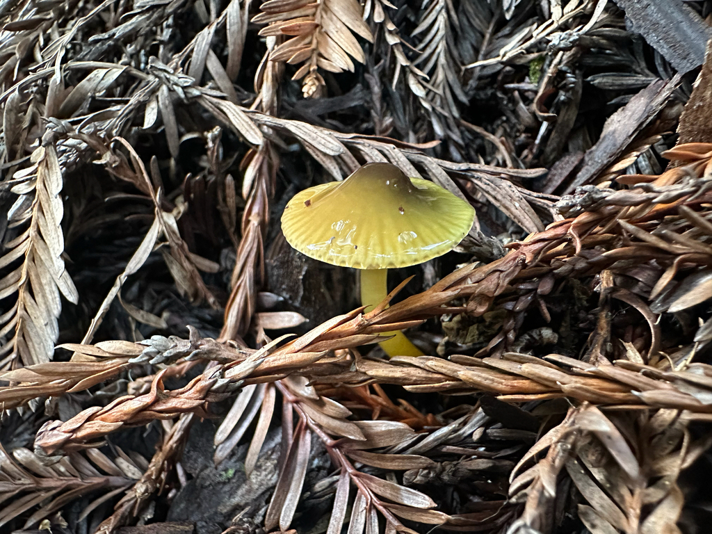Gliophorus psittacinus · February 2026 · photo: © anxietymademedoit (iNaturalist, cc-by)