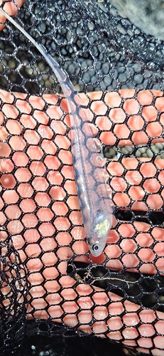 Eigenmannia macrops — Sternopygidae — 4