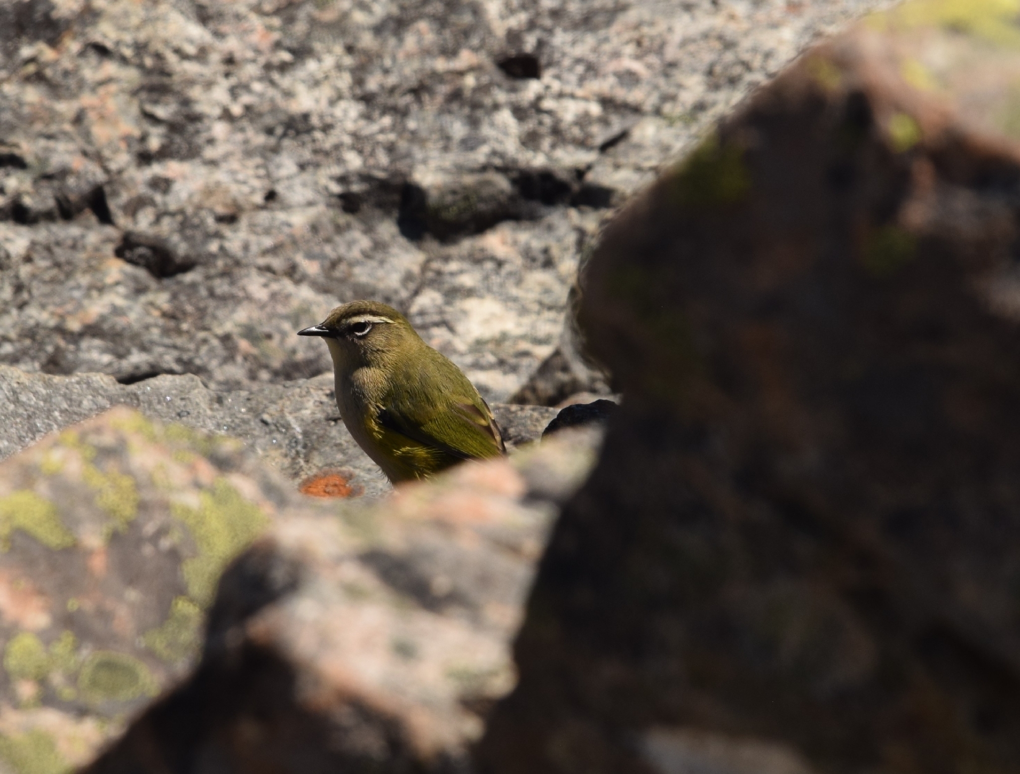 New Zealand Rockwren (Xenicus gilviventris), photo 3
