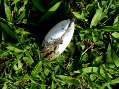 Anodontites trapesialis