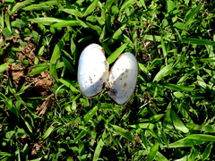 Anodontites trapesialis