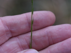 Microlaena carsei