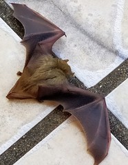 Lasiurus ega