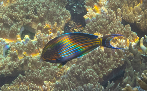 Striped Surgeonfish — seen at this dive site