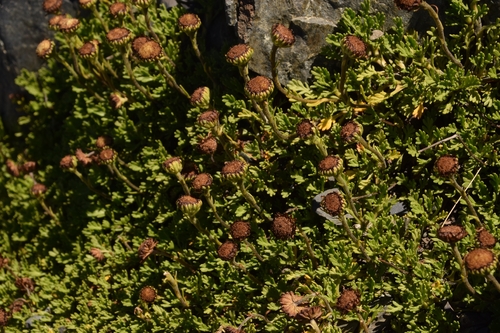 Leptinella pyrethrifolia, photograph 6