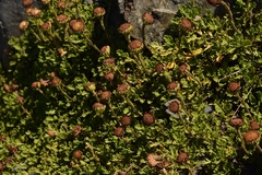 Leptinella pyrethrifolia, photograph (c) Mitch Van Dyke, some rights reserved (CC BY)
