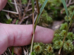 Microlaena carsei