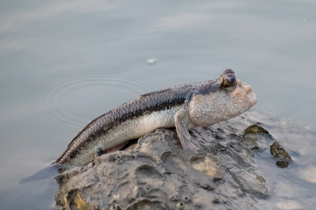 Freycinet's mudskipper (Periophthalmodon freycineti) — Gobiidae