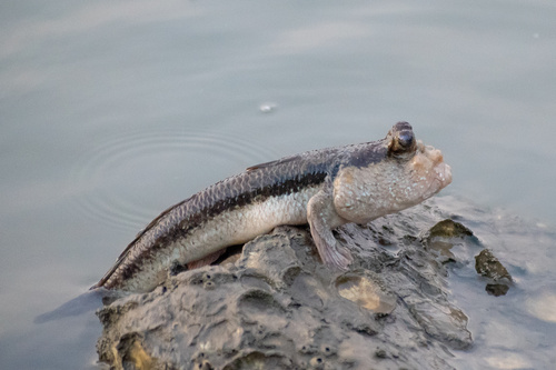 Freycinets slijkspringer (Periophthalmodon freycineti) — Gobiidae