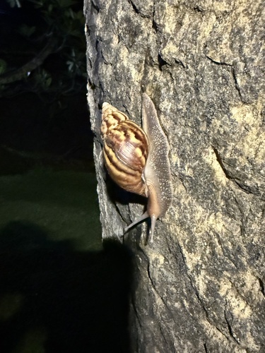 Lissachatina fulica