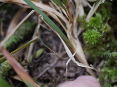 Microlaena carsei