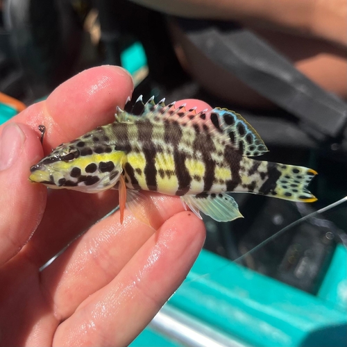 Harlequin bass (Serranus tigrinus) — Serranidae — 2