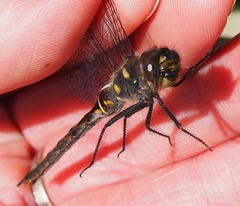 Somatochlora forcipata