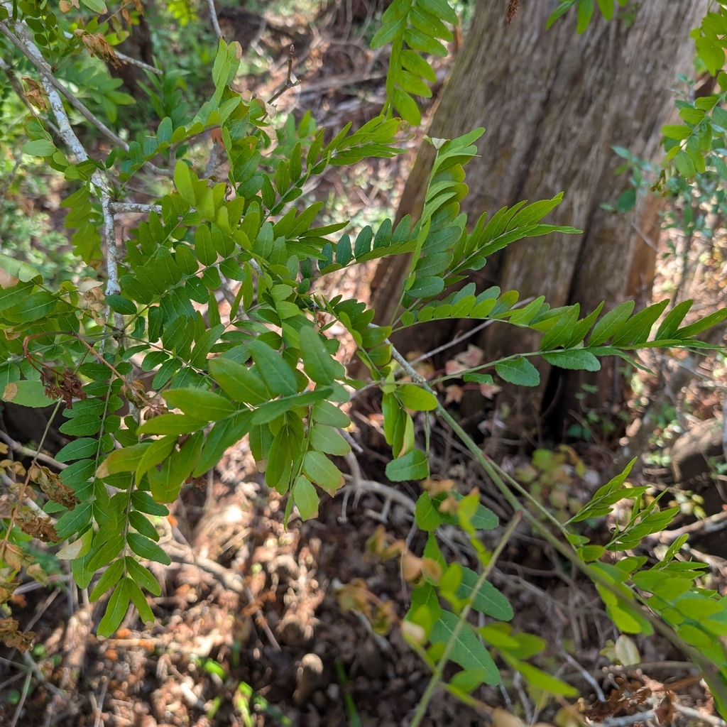 Gleditsia aquatica; photograph (c) Kevin Anderson, some rights reserved (CC BY)