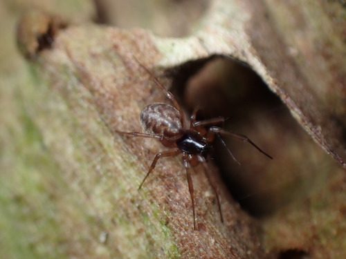 Latticed Sheet-web Weaver