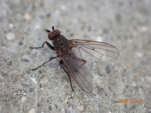 Unknown species found near Meridian, ID 83646, USA