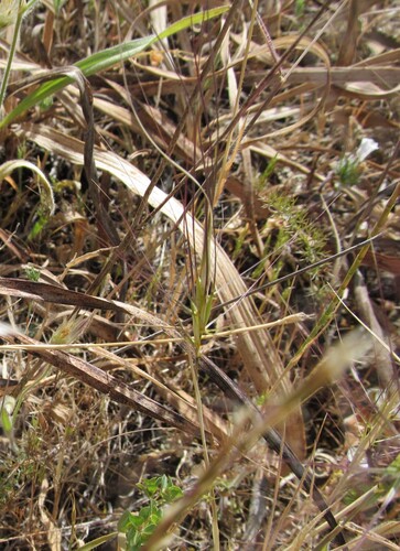Aegilops triuncialis iNat (1)