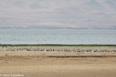 Leucophaeus modestus