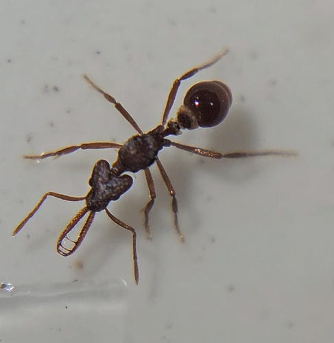 Strumigenys cordovensis