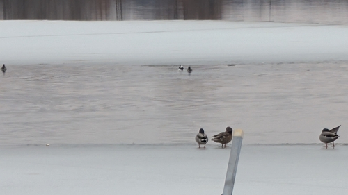 Bufflehead photographed in Indiana