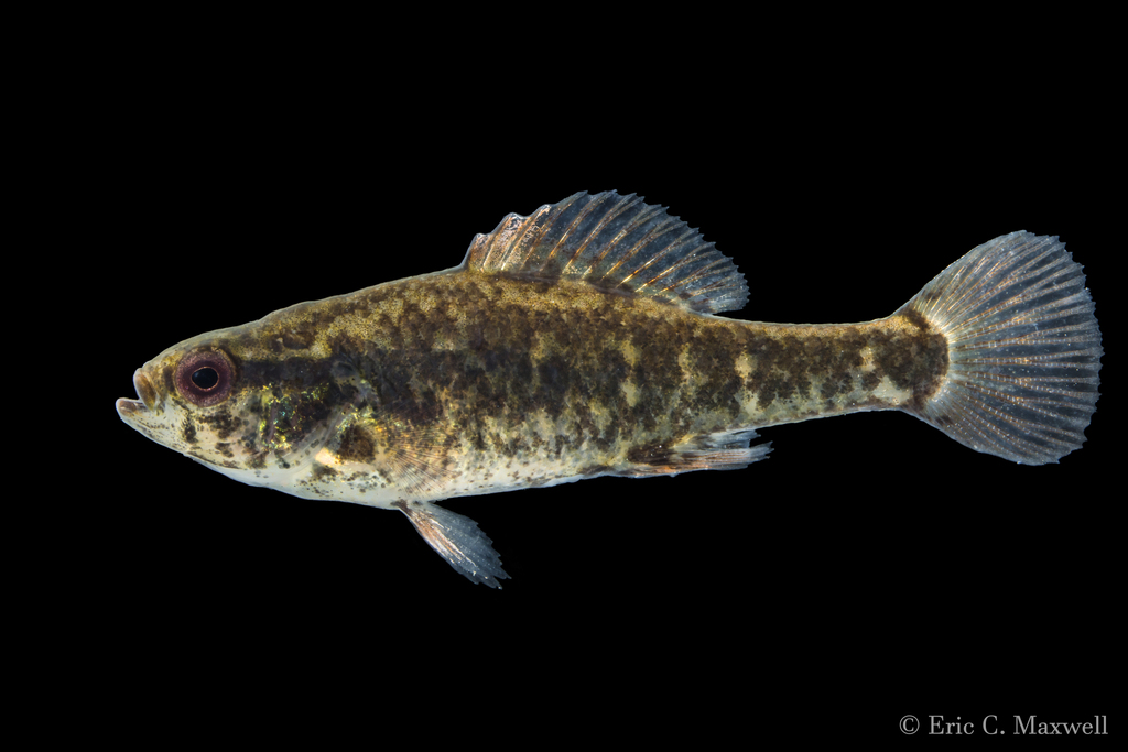 Spring Pygmy Sunfish