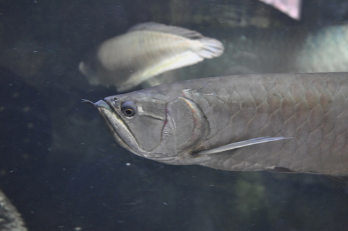 Arwana Silver