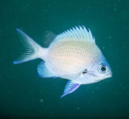Robust puller (Chromis chrysura) — Pomacentridae — 3